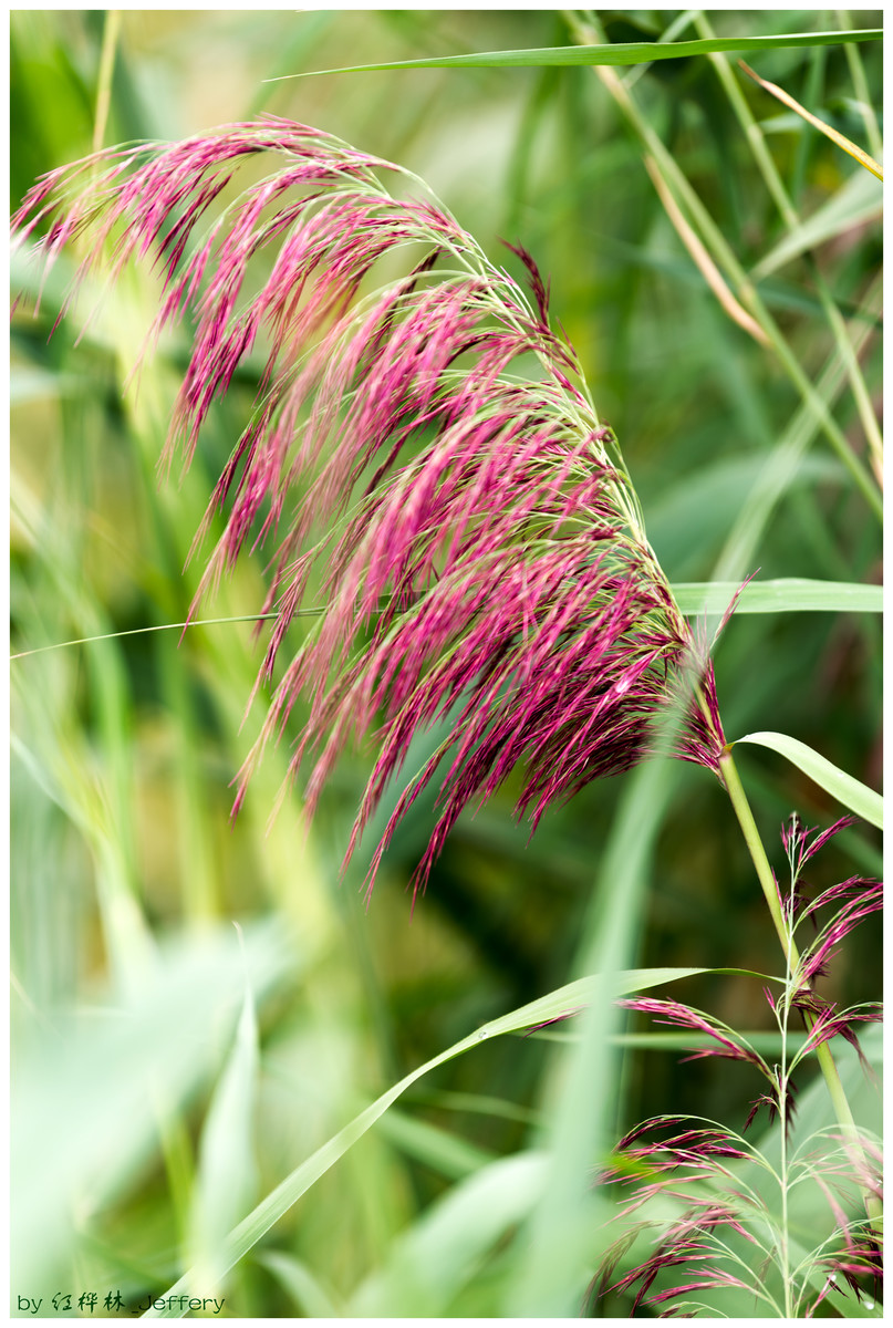 蒹葭 [微风][微风] 时光里的苍苍,咉在水中央;茫茫无际青纱帐.