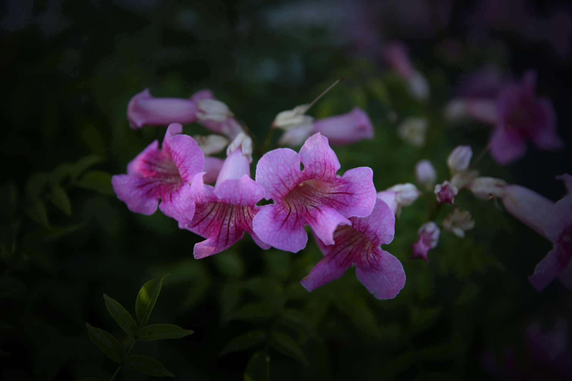 藤本状,花带紫,含芸香,俗称紫云藤或紫芸藤,粉花凌霄也是她的别名俗称