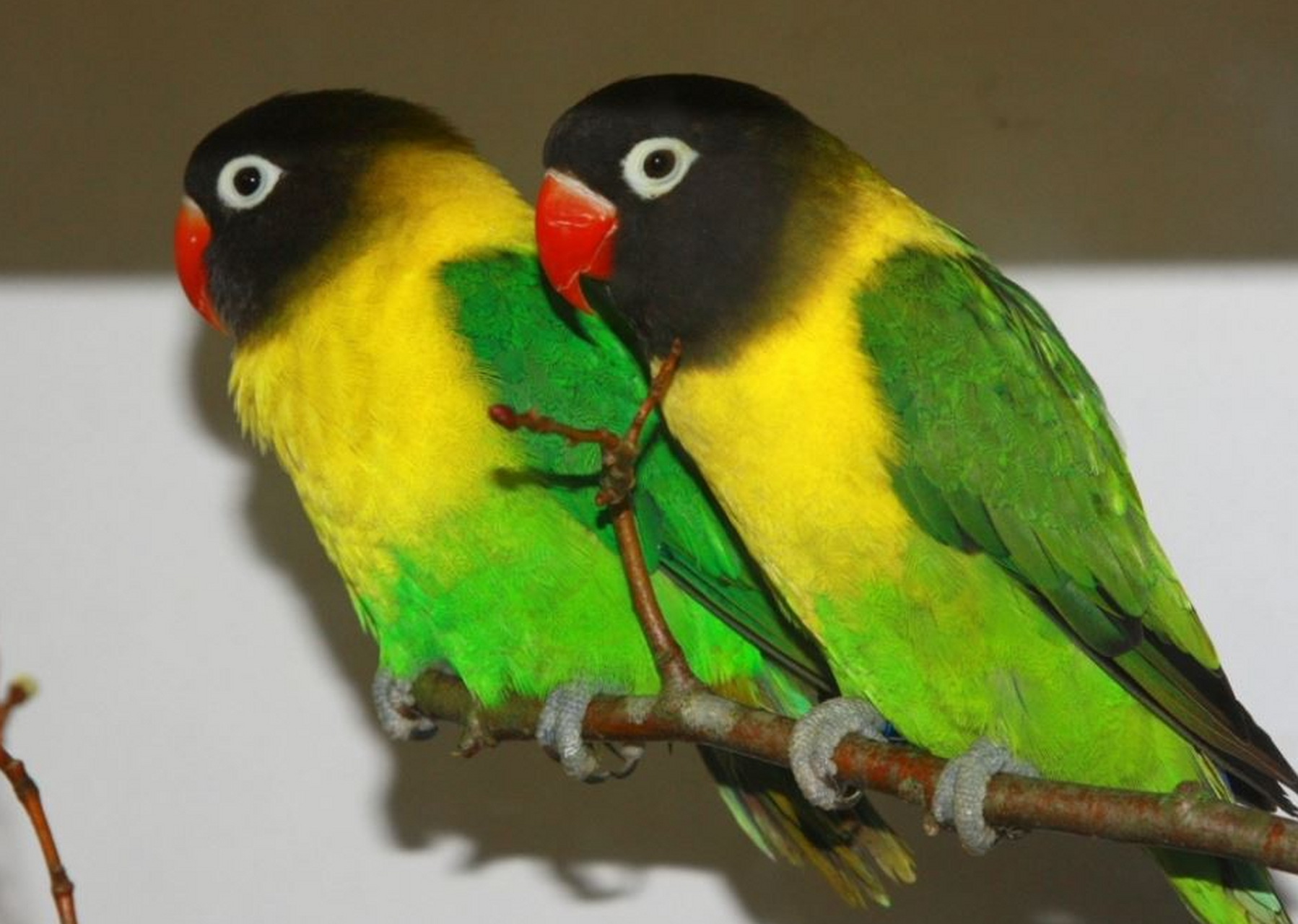 绿色牡丹鹦鹉品种繁多,有原始种,黄化种的温文尔雅,灰翅的清新脱俗和