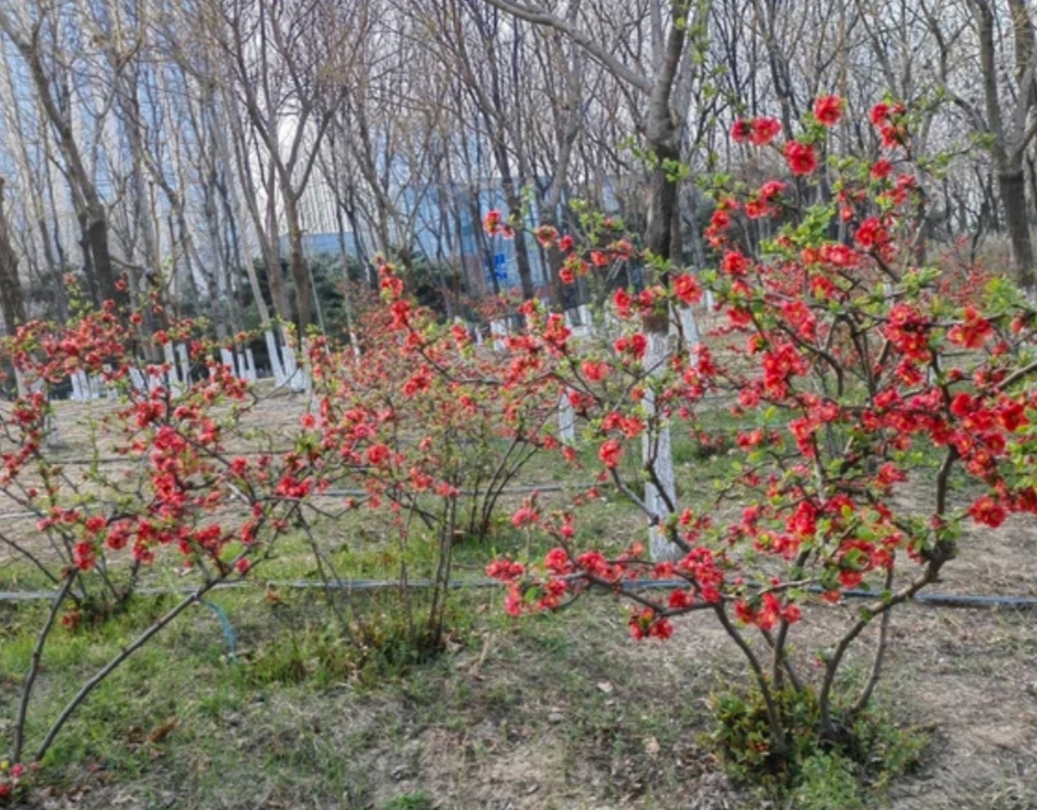 大兴永兴河湿地公园图片