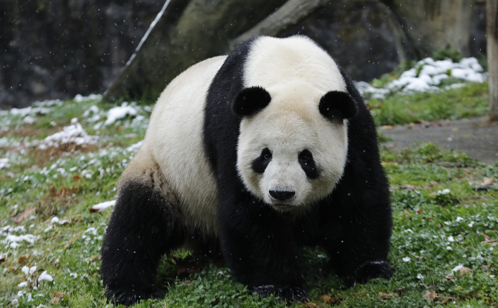 大熊猫添添, 委屈的样子, 威武雄壮的身姿, 奶呼呼的爸爸熊, 吃饱喝足