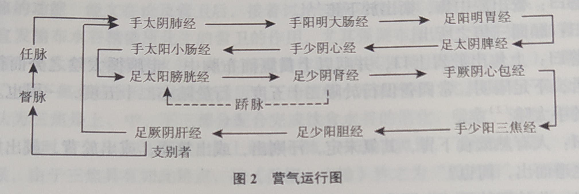 中医学"营气"运行图