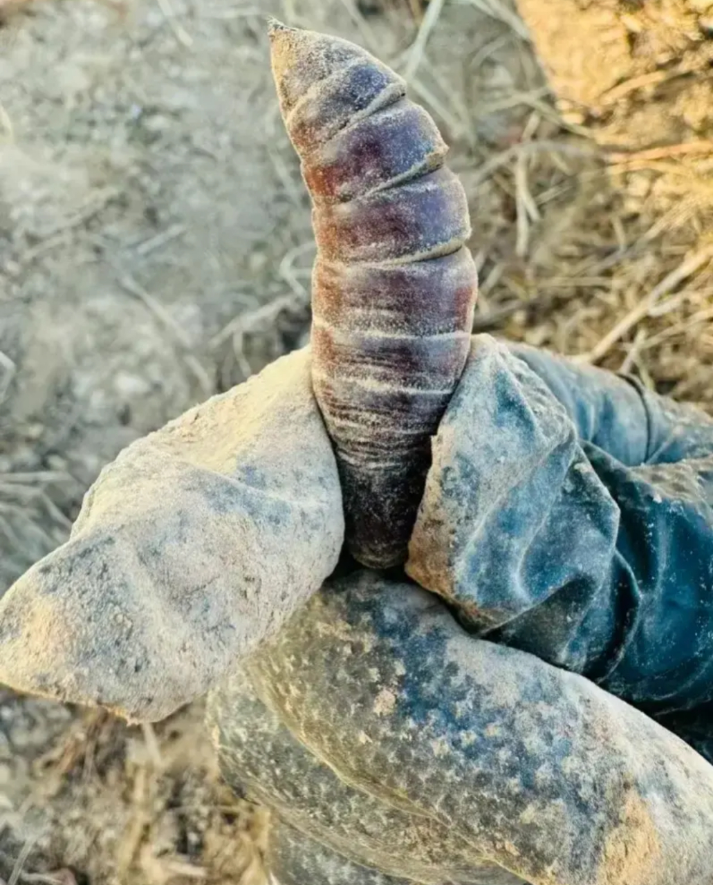 这种虫子在我们老家叫"东南西北",是豆虫的蛹,秋收豆子地,地瓜地里