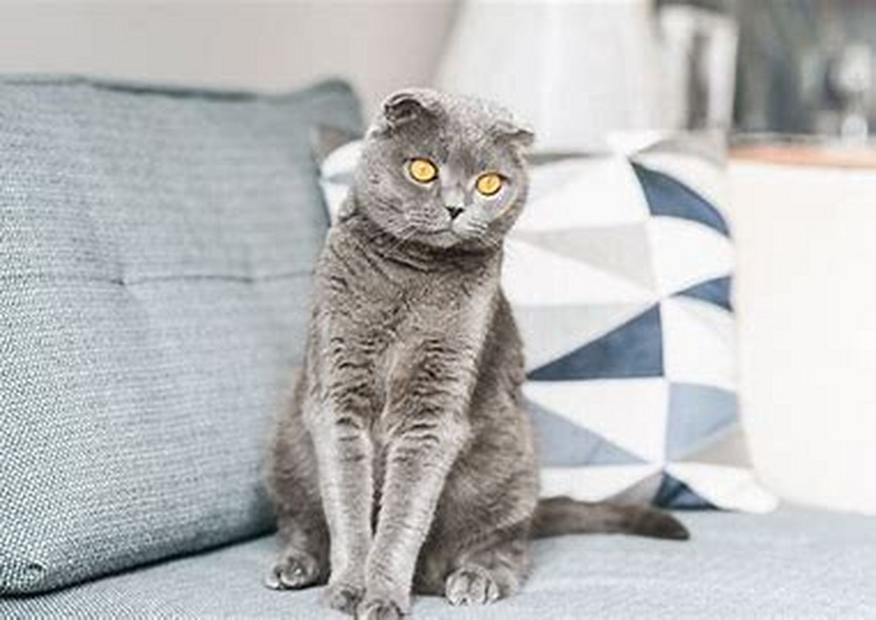 苏格兰折耳猫 苏格兰折耳猫是一种非常受欢迎的猫咪品种,其独特的外貌