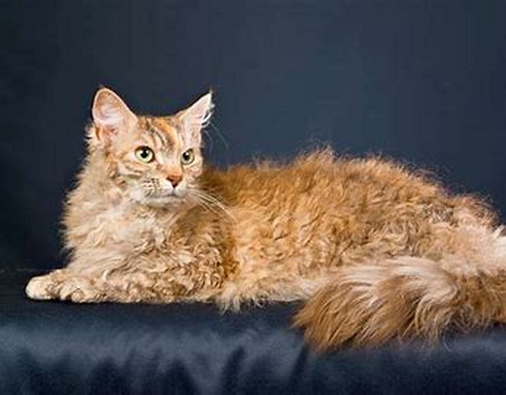 性格nice的宠物猫,推荐你饲养哦:拉波卷毛猫  拉波