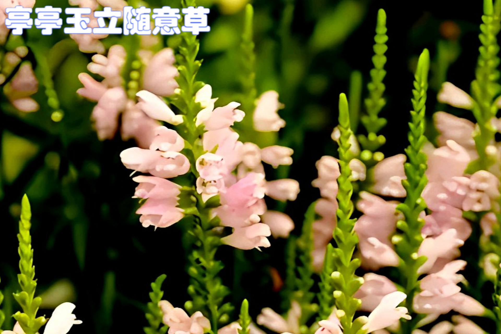 随意草是一种美丽而实用的草本花卉,具有优雅形态,清新气息和象征意义