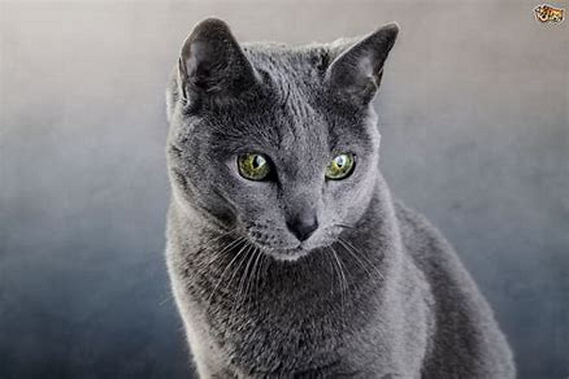 俄罗斯蓝猫  俄罗斯蓝猫是一种典雅而迷人的猫咪品种,它拥有一副美丽