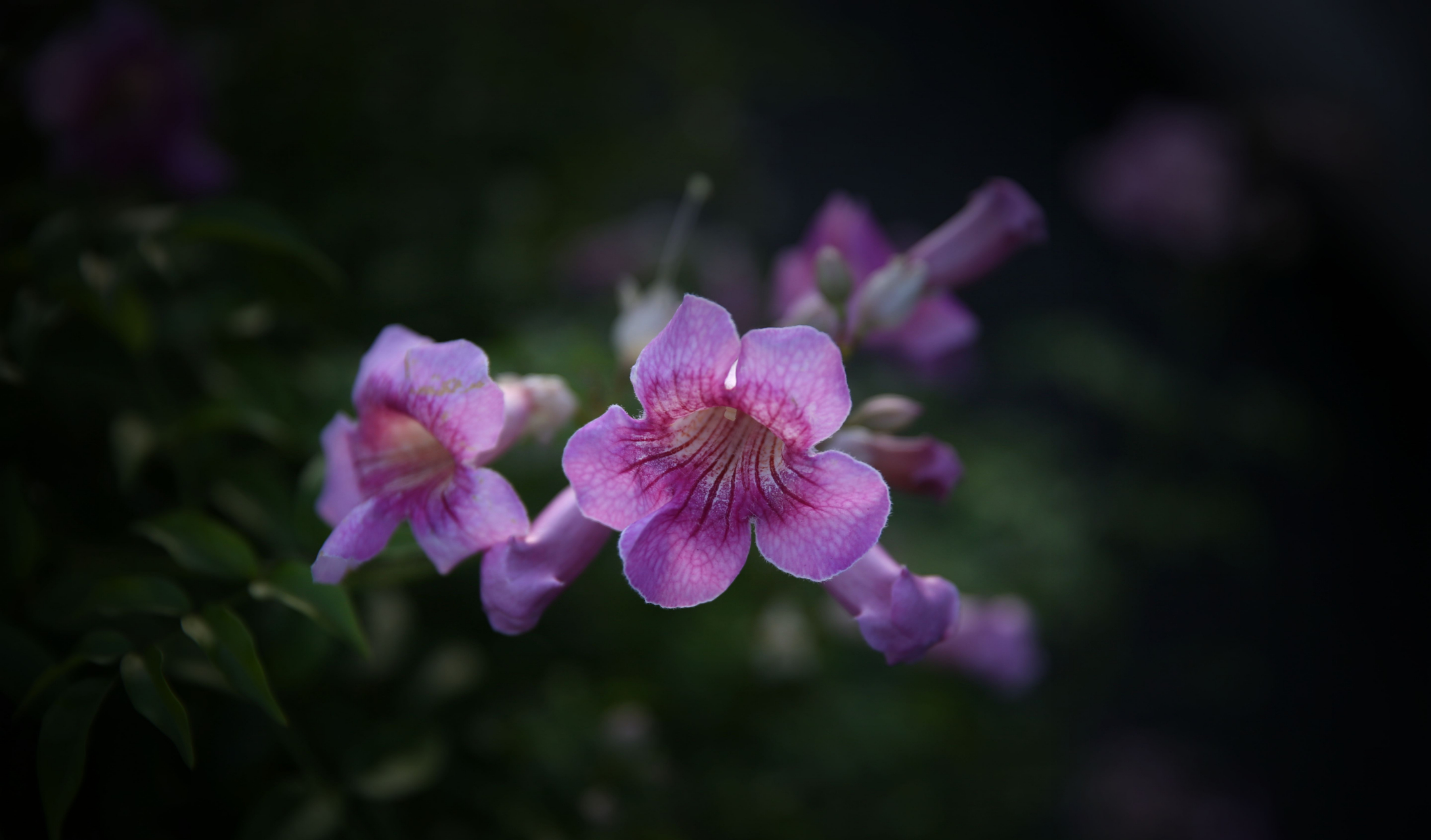 藤本状,花带紫,含芸香,俗称紫云藤或紫芸藤,粉花凌霄也是她的别名俗称