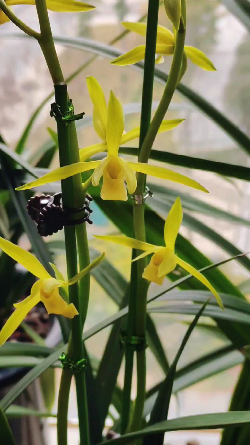 墨兰:吴字翠喜报岁,迎春接福,花开富贵