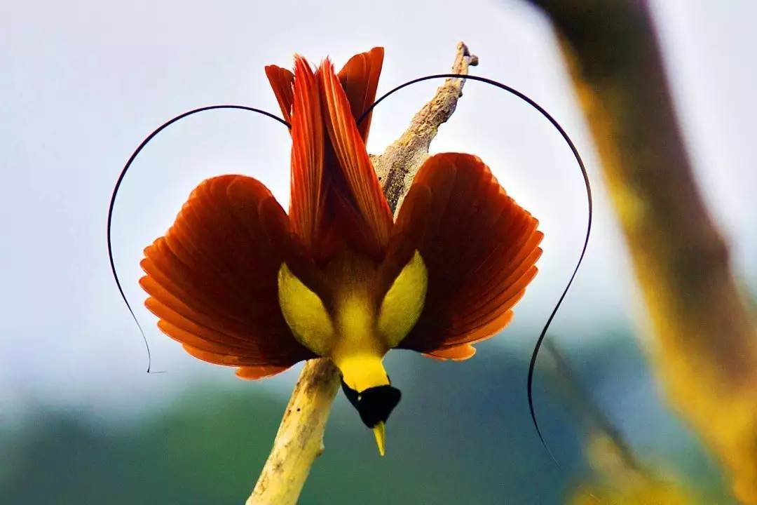 极乐鸟科是一类色彩鲜艳,形态各异的鸟类,雄鸟色彩缤纷,雌鸟低调融入