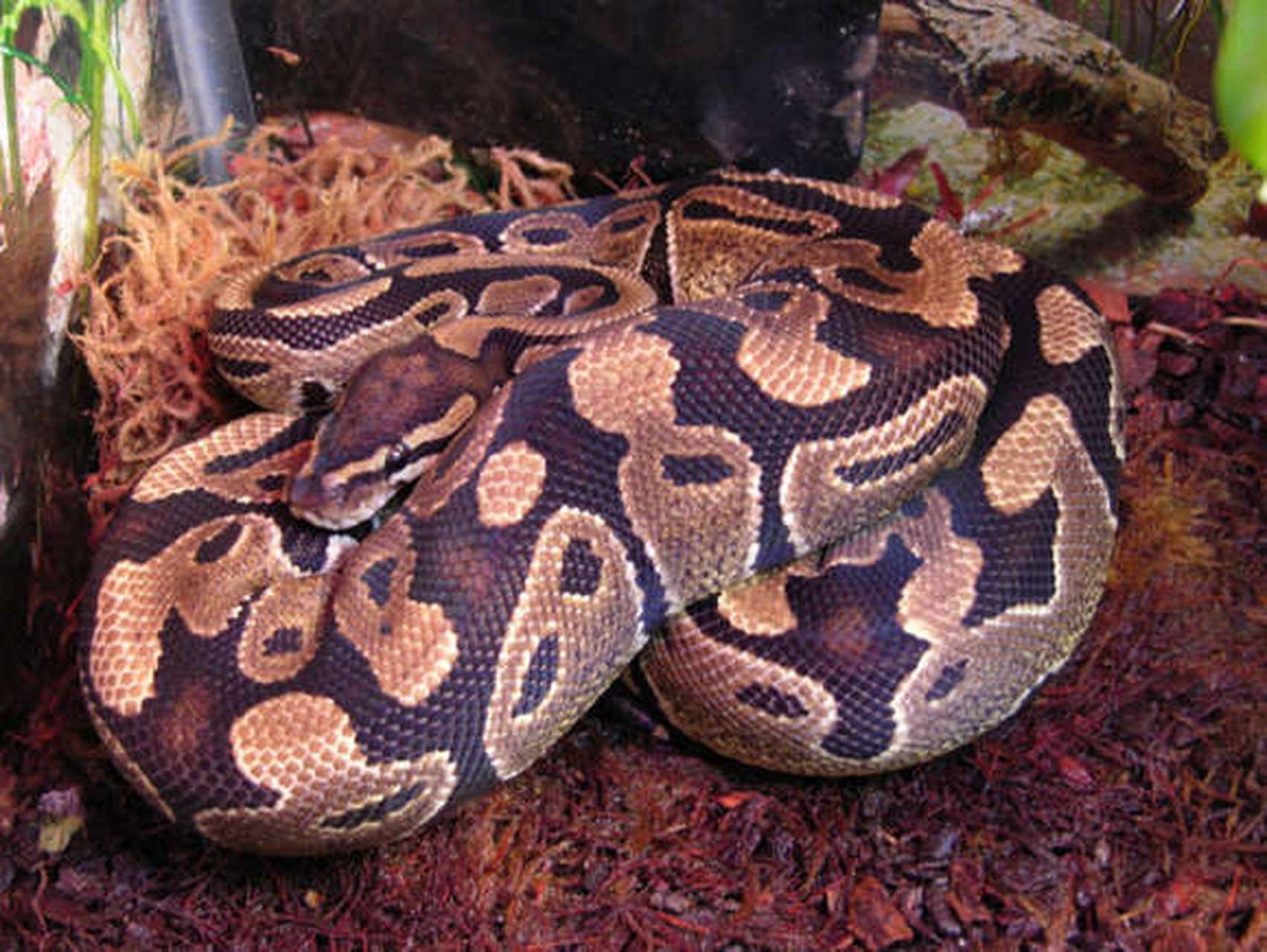对人友好的野生动物 球蟒ball python  很多人听到蛇是友好的时候都会