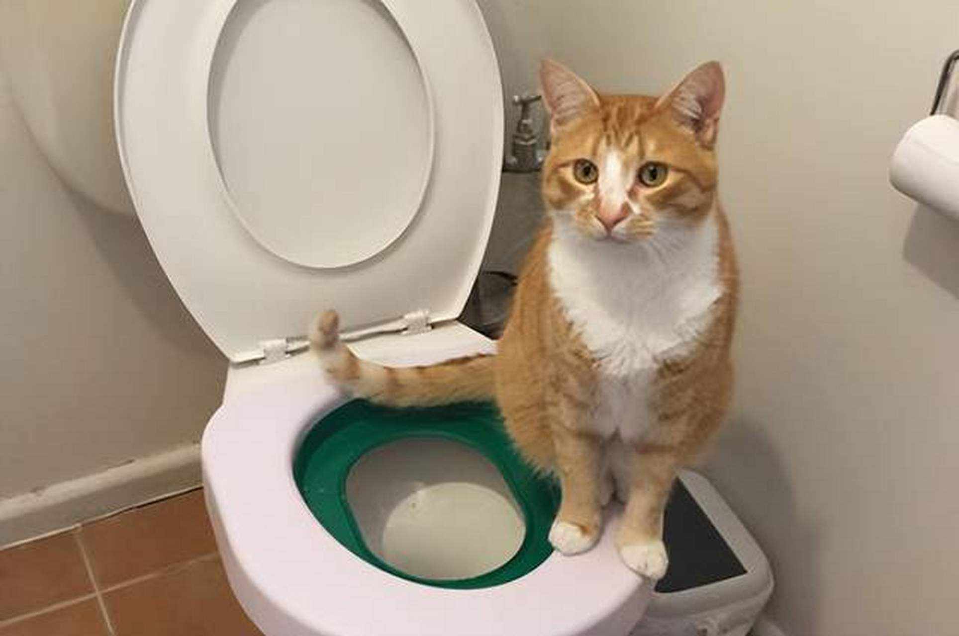 聪明猫与蠢喵的差距,一目了然!