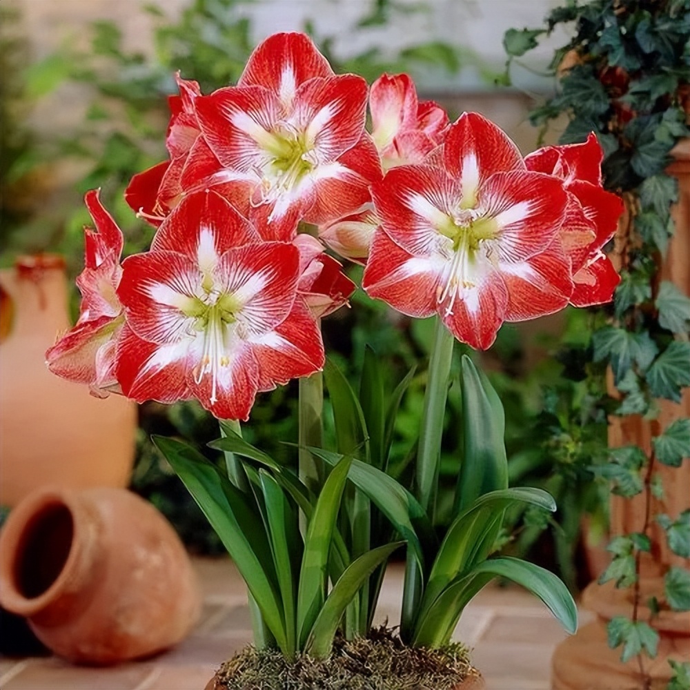 分享一种经典的朱顶红,花型饱满长势旺,花期超长开花旺