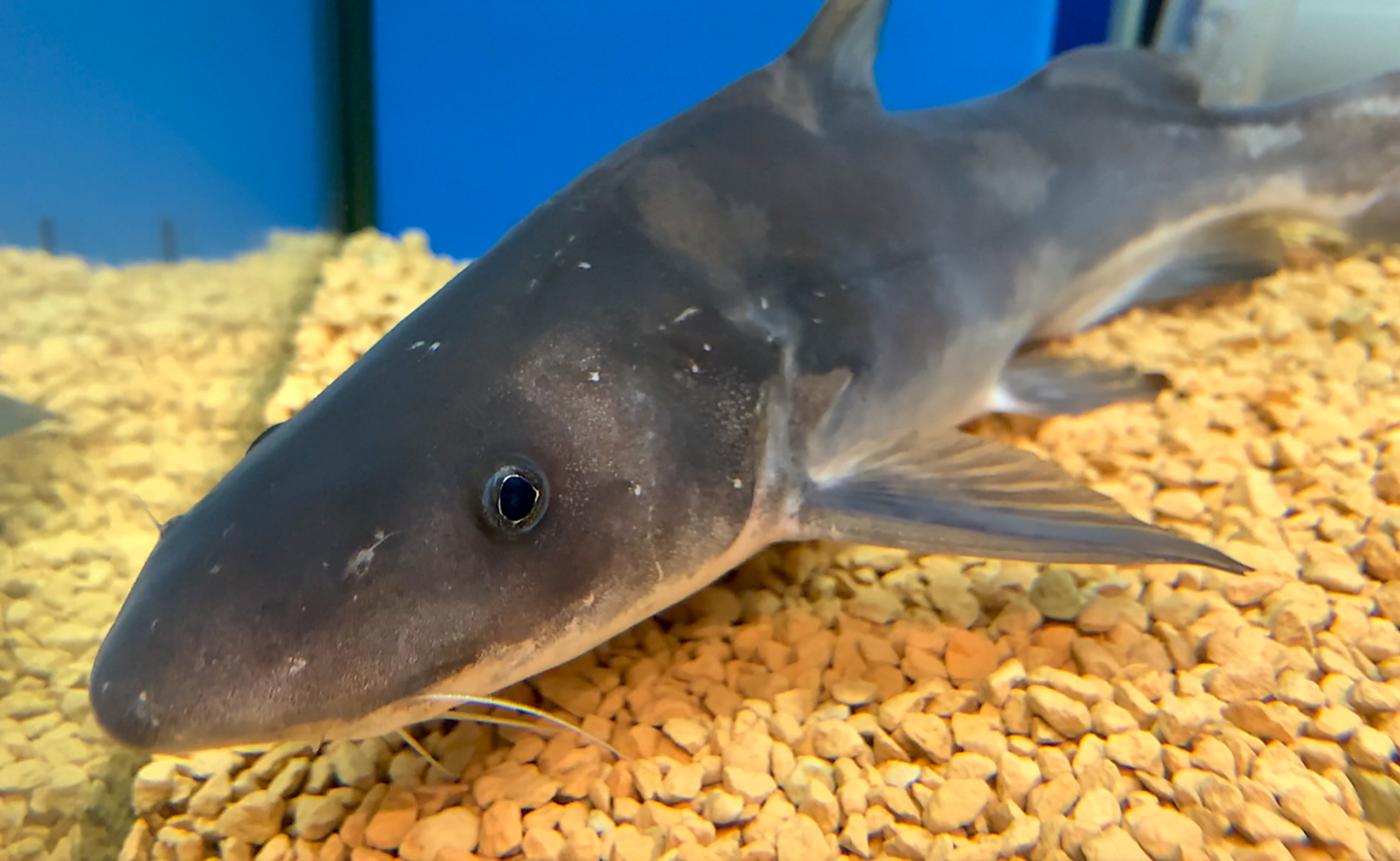 北宋大文豪苏东坡对江团鱼赞不绝口,江团鱼肉质细嫩,味道鲜美,被誉为"