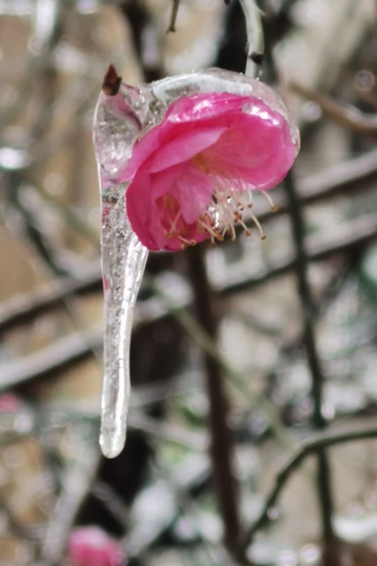 雪压冰欺,梅花依然唤春归