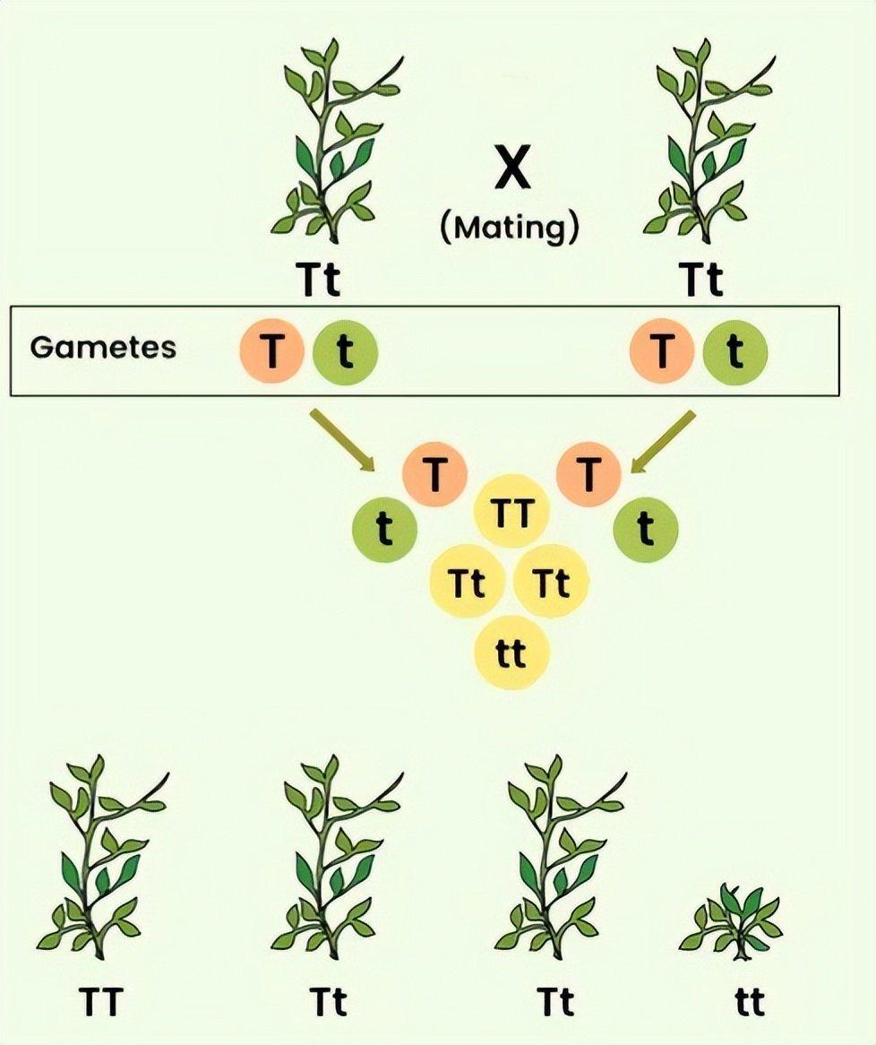 豌豆实验:一项超越时代的伟大研究,其思想起源仍然成谜