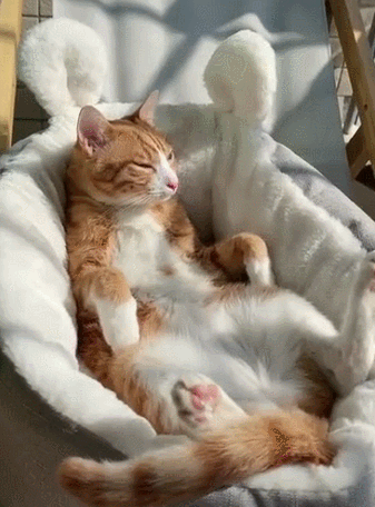 橘猫被养熟的7个信号,你get到了吗?