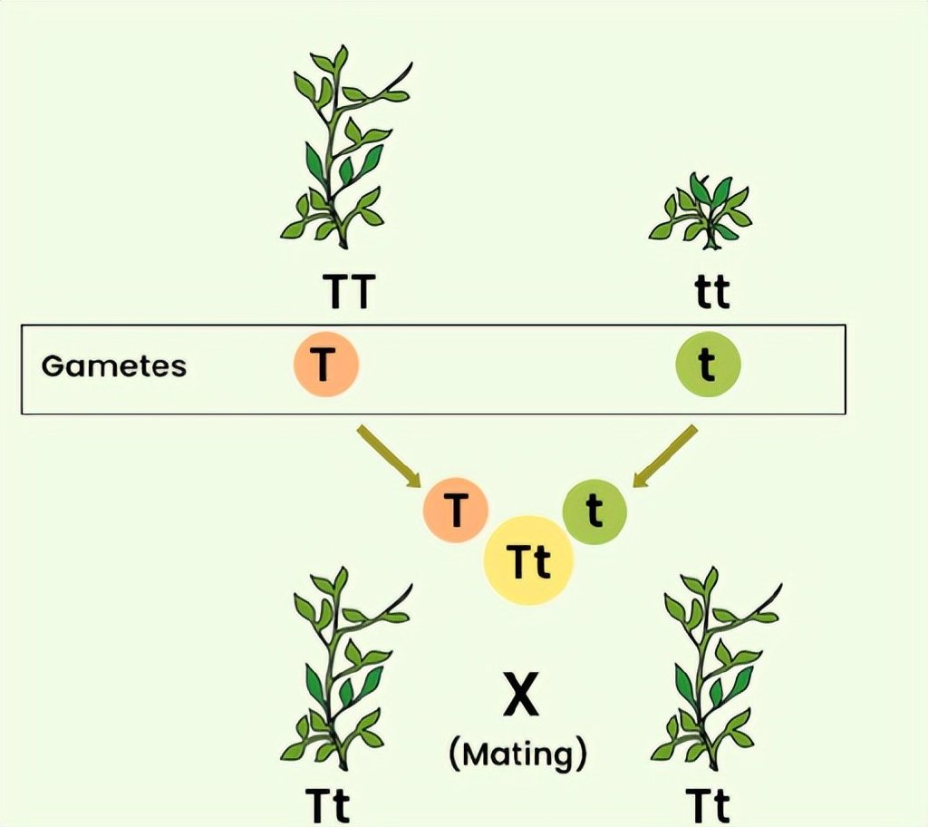 豌豆实验:一项超越时代的伟大研究,其思想起源仍然成谜
