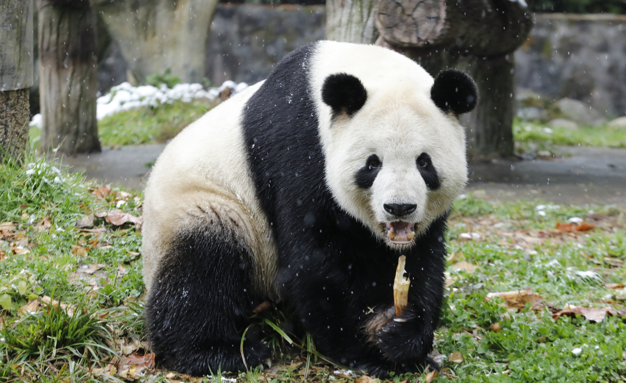 大熊猫添添, 委屈的样子, 威武雄壮的身姿, 奶呼呼的爸爸熊, 吃饱喝足