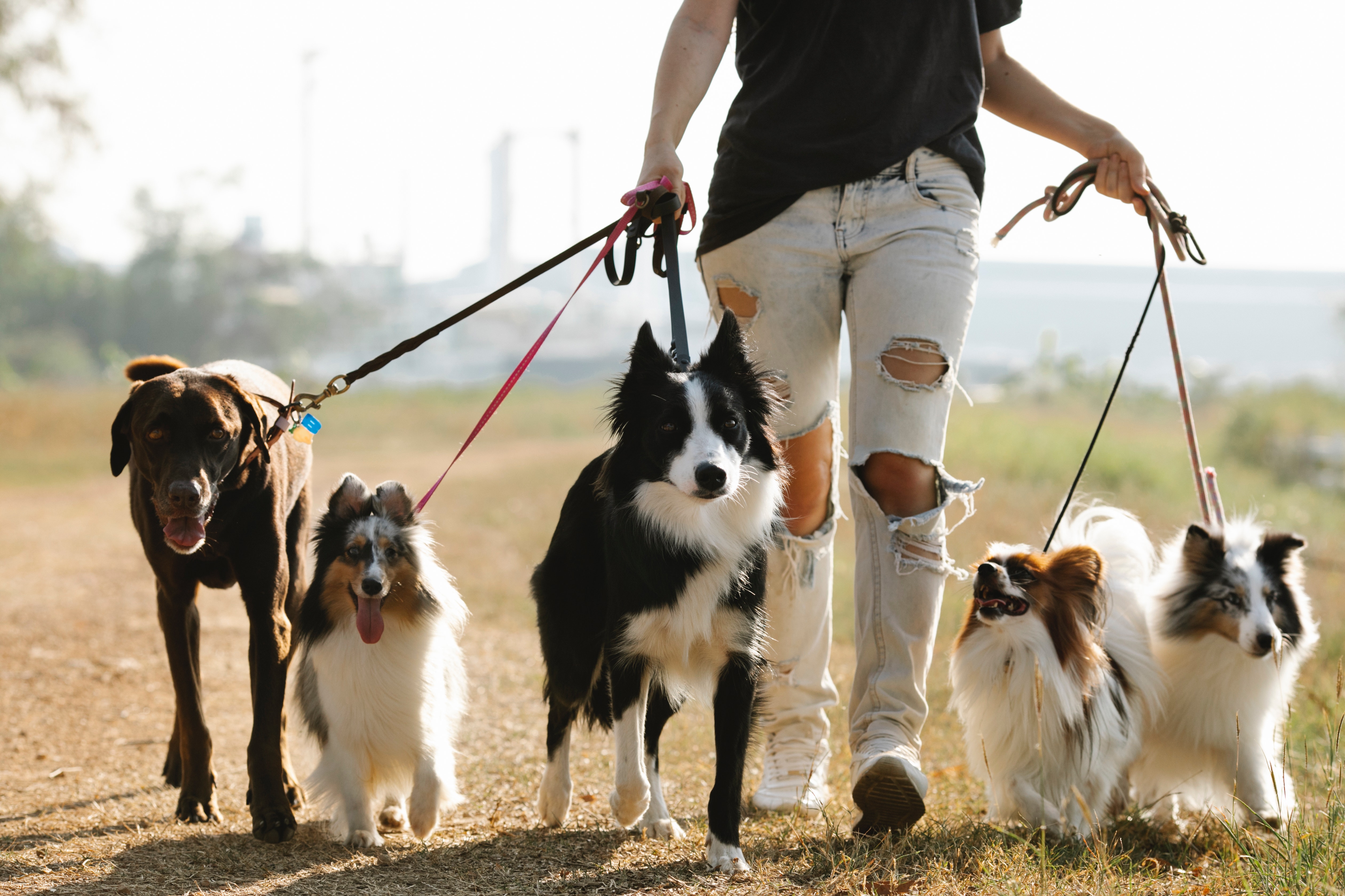 驯养篮球犬图片