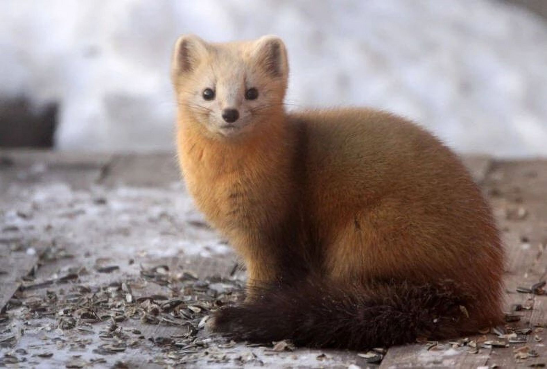 紫貂是美丽且濒临灭绝的哺乳动物,以柔软光滑的皮毛闻名.