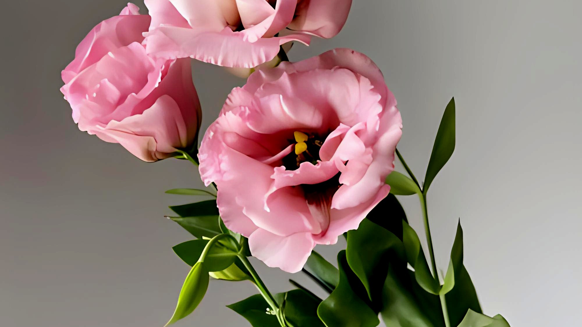 纤细身姿《洋桔梗》