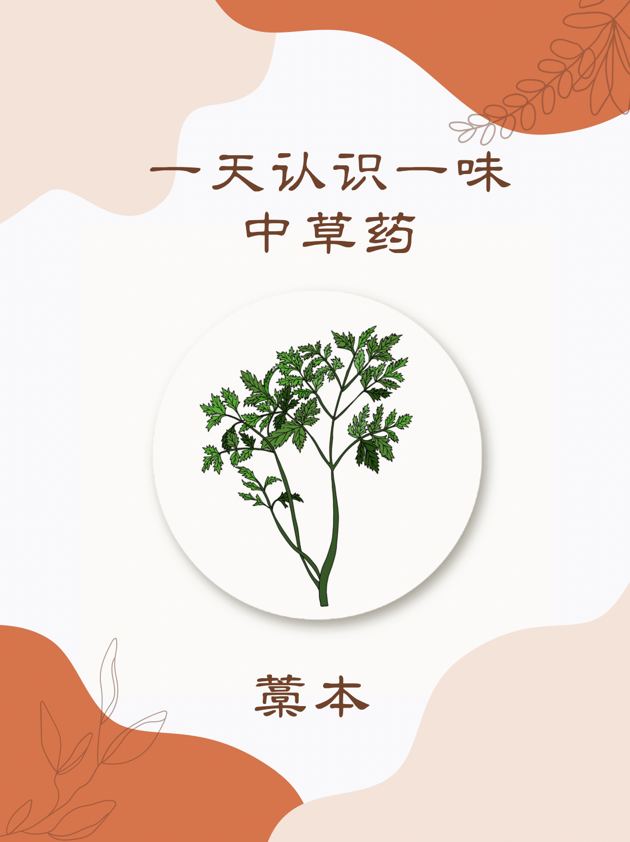 每日认识一味中草药:藁本