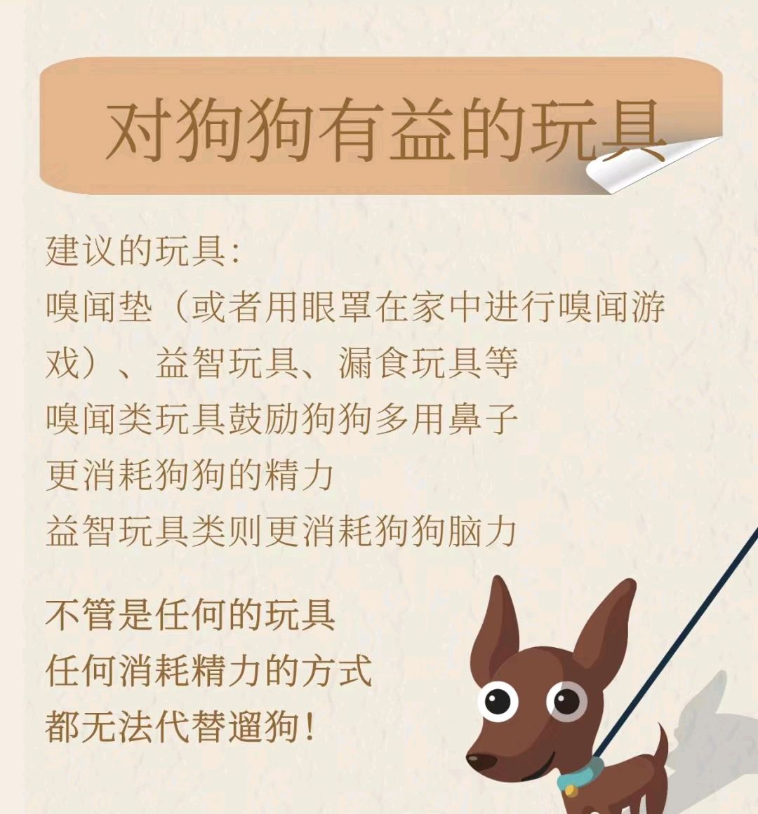 如何正确和狗狗玩玩具?