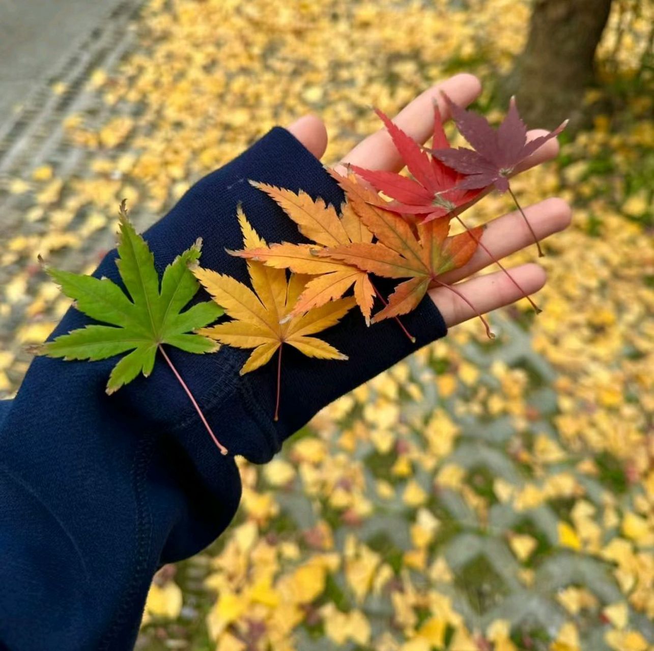 wechat背景图| 好看唯美的微信背景图#背景图