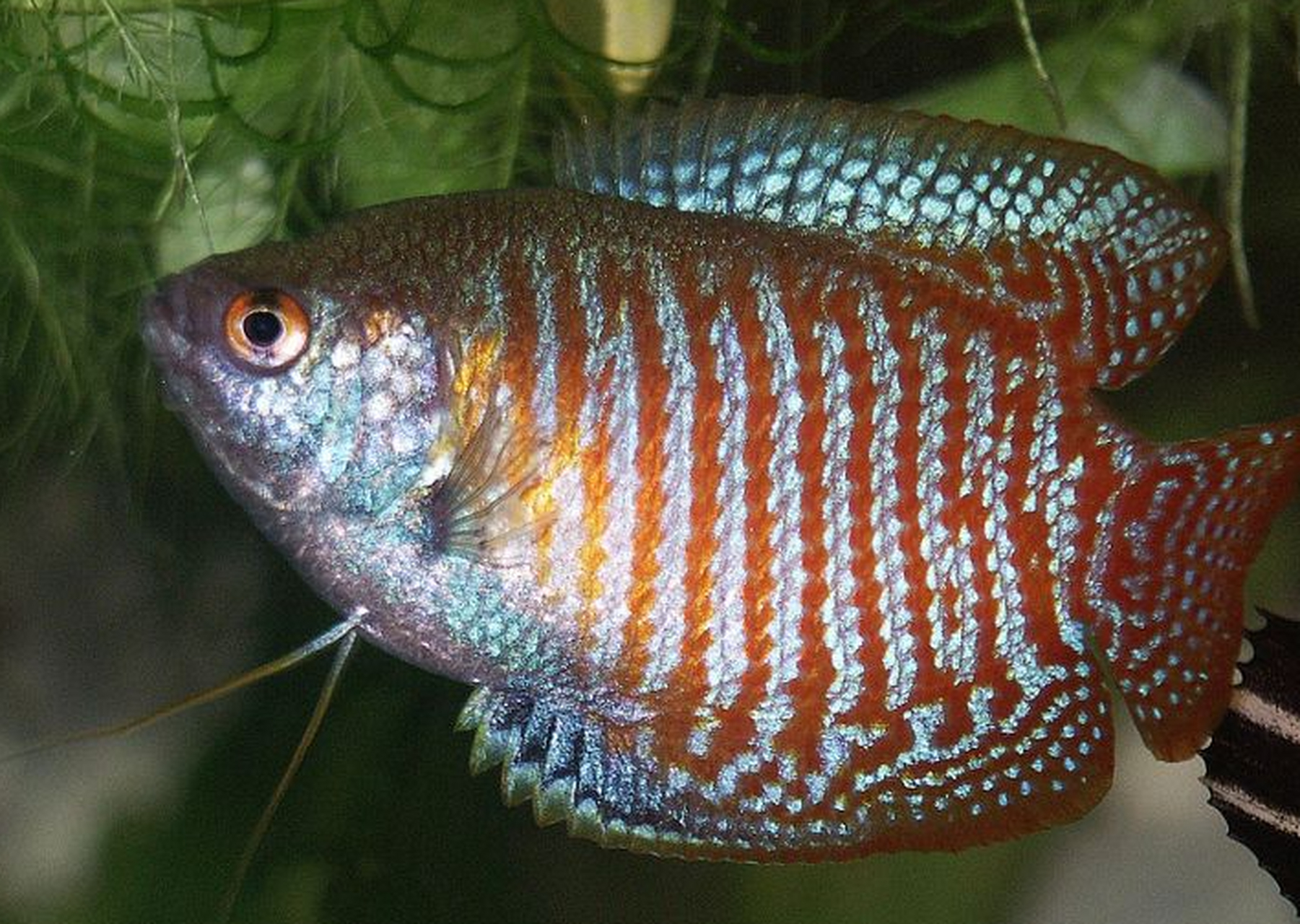 丽丽鱼是一种美丽温和的热带鱼,对饲养环境要求高,需要稳定水质和适当