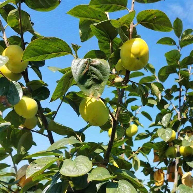 香妃苹果,苹果中的佼佼者,口感与颜值同在