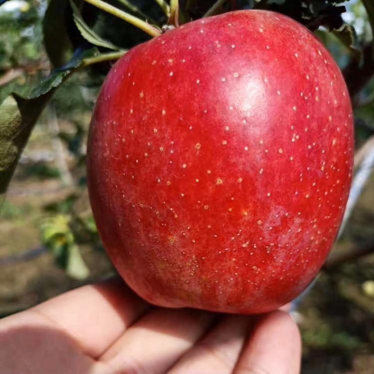 香妃苹果,苹果中的佼佼者,口感与颜值同在