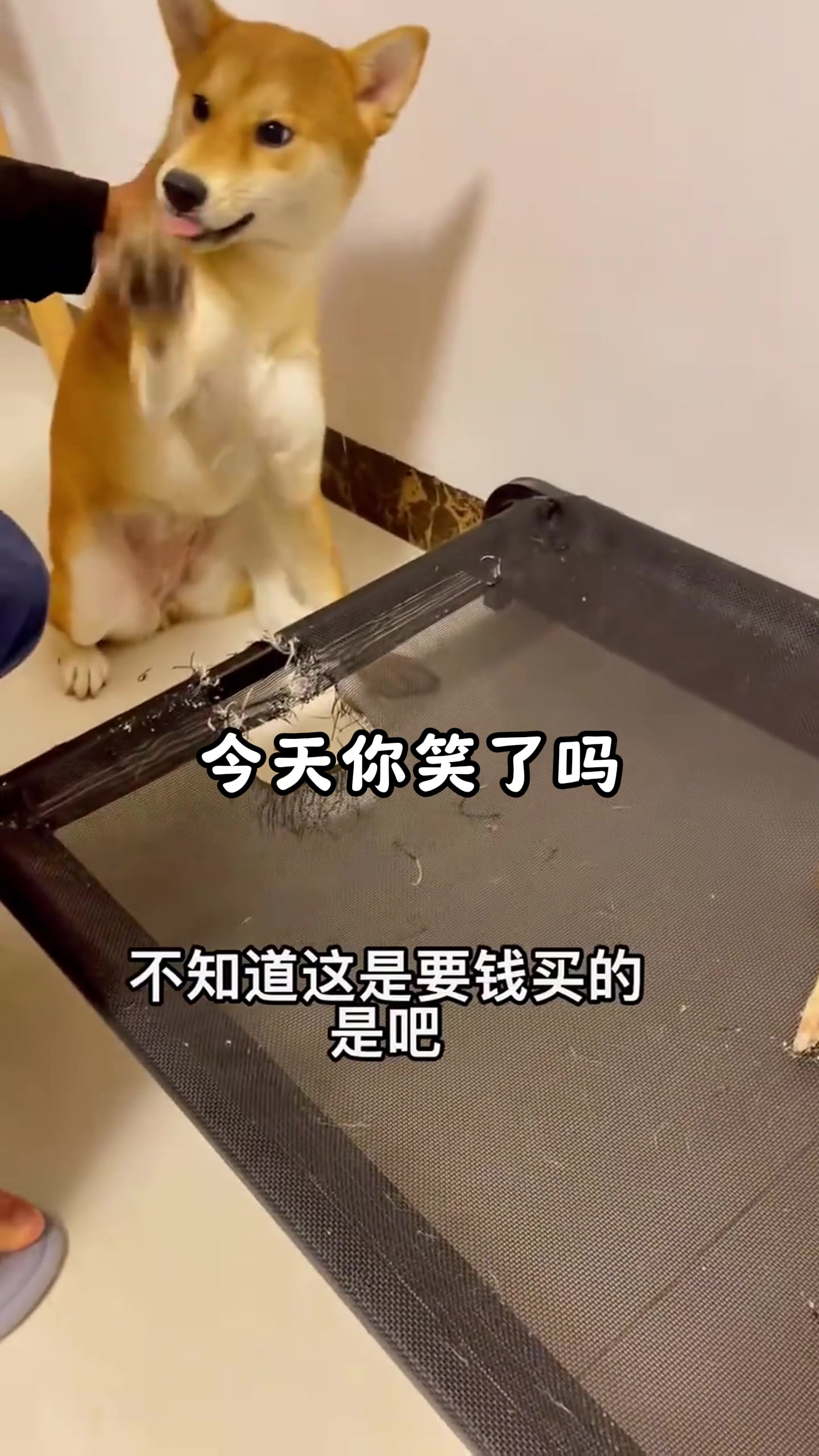 盘点萌宠的爆笑瞬间,谁家狗子不拆家啊,你家狗子拆家不