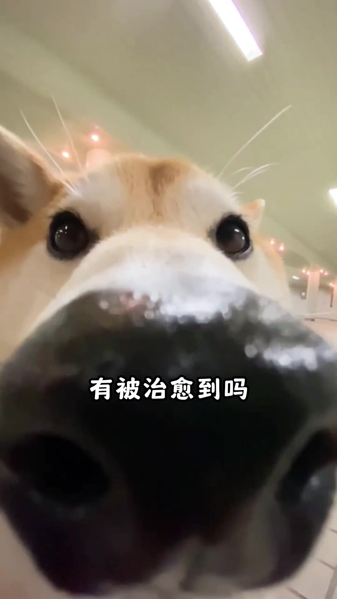 盘点柴犬的可爱日常,大鼻子离我远一点,谢谢