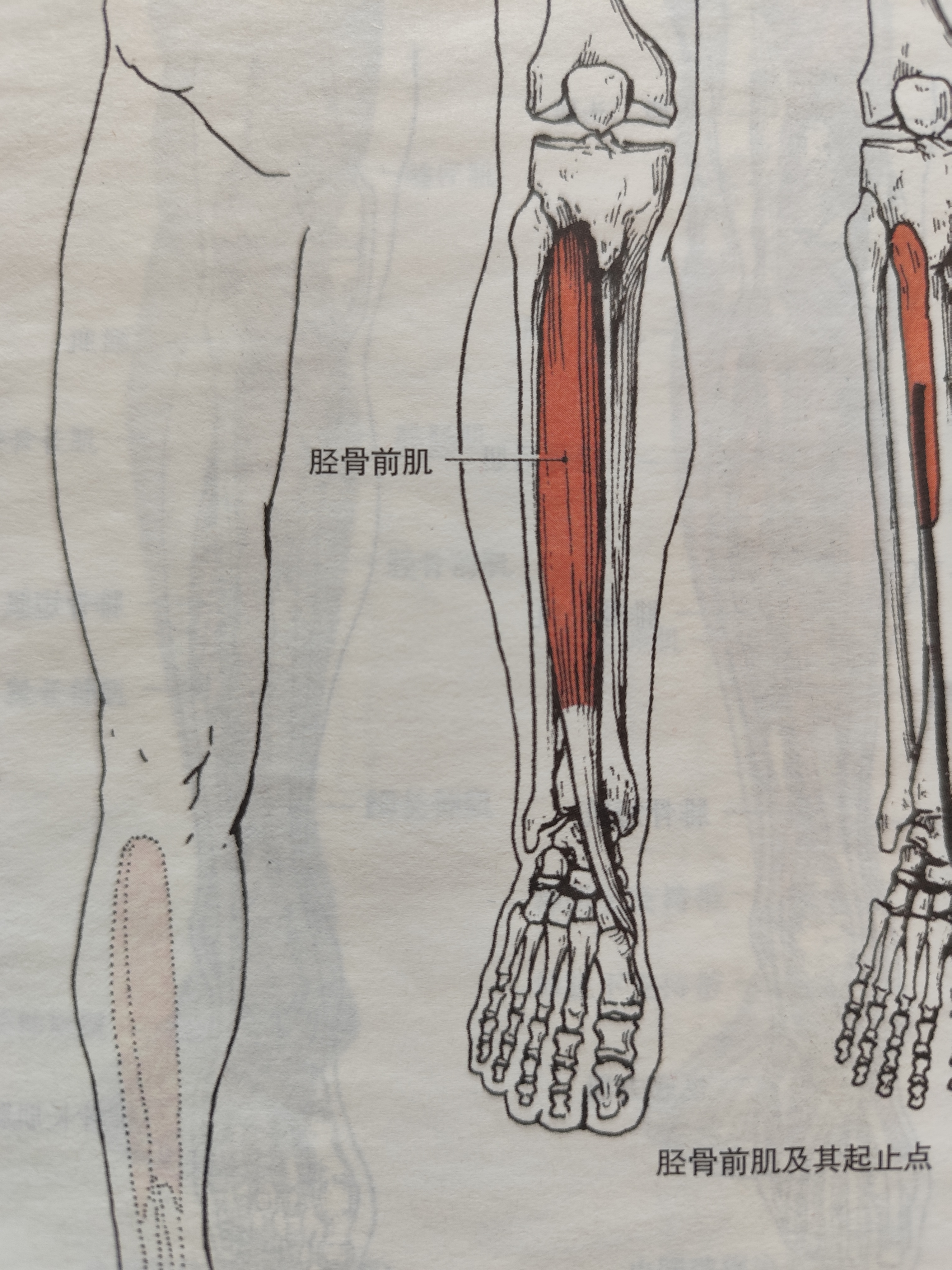 走路多了胫骨前肌酸疼.沿着胫骨外侧一点上下按揉这条肌肉可缓解!