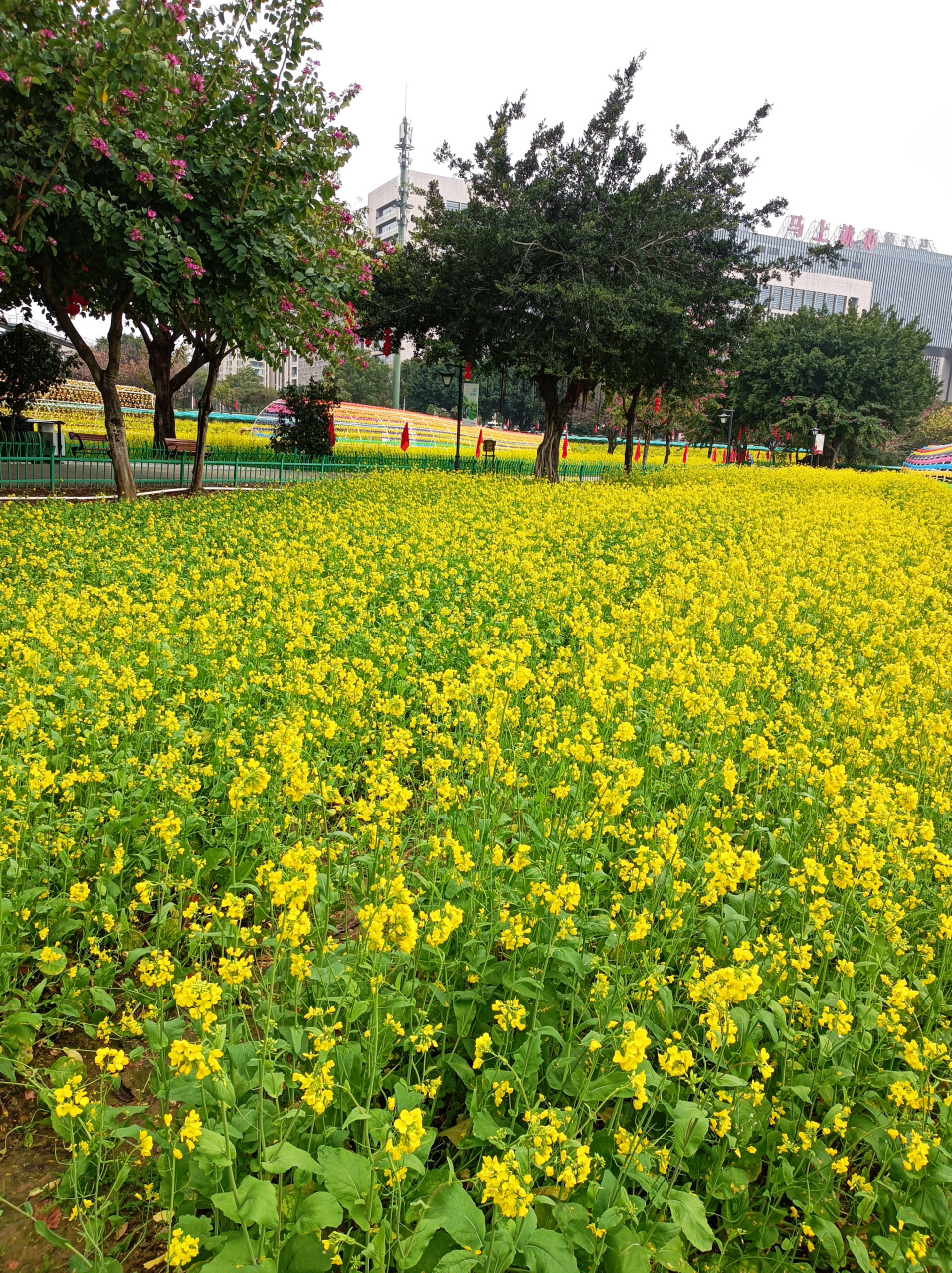 福州花海公园油菜花图片