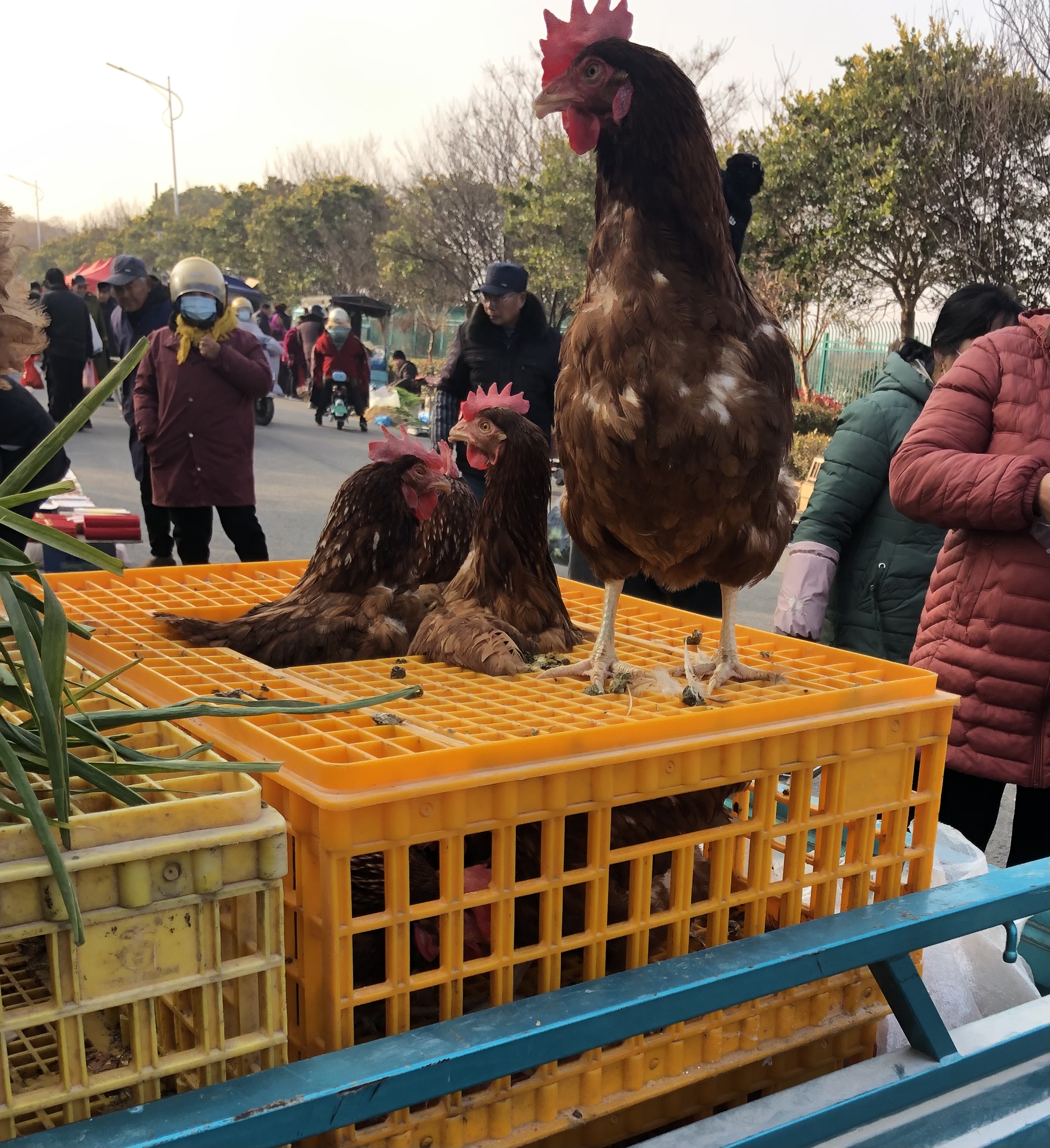 兰州市新港城鸡图片