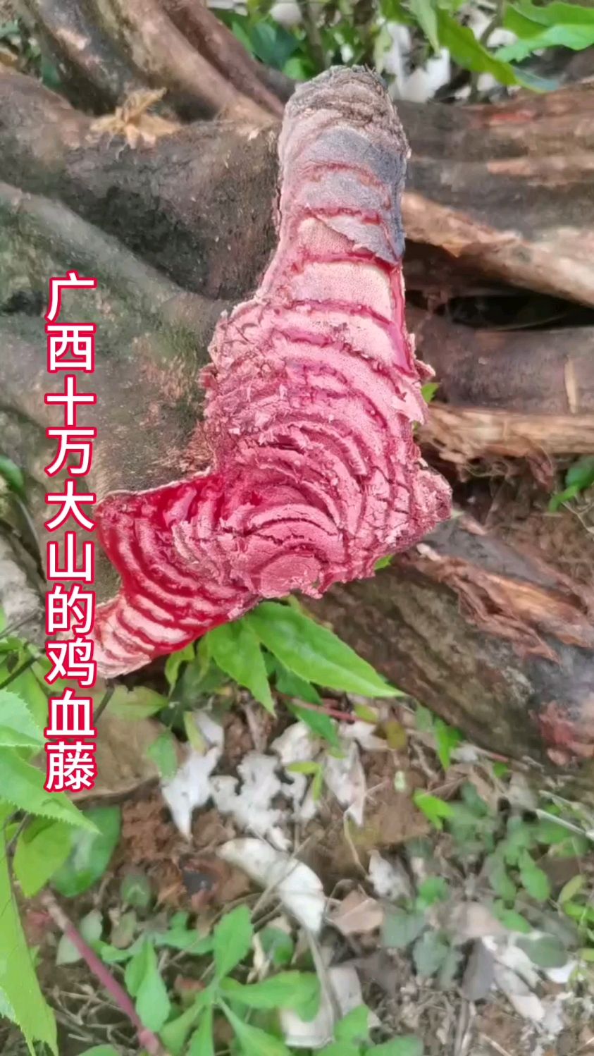 来自十万大山的血藤太漂亮了