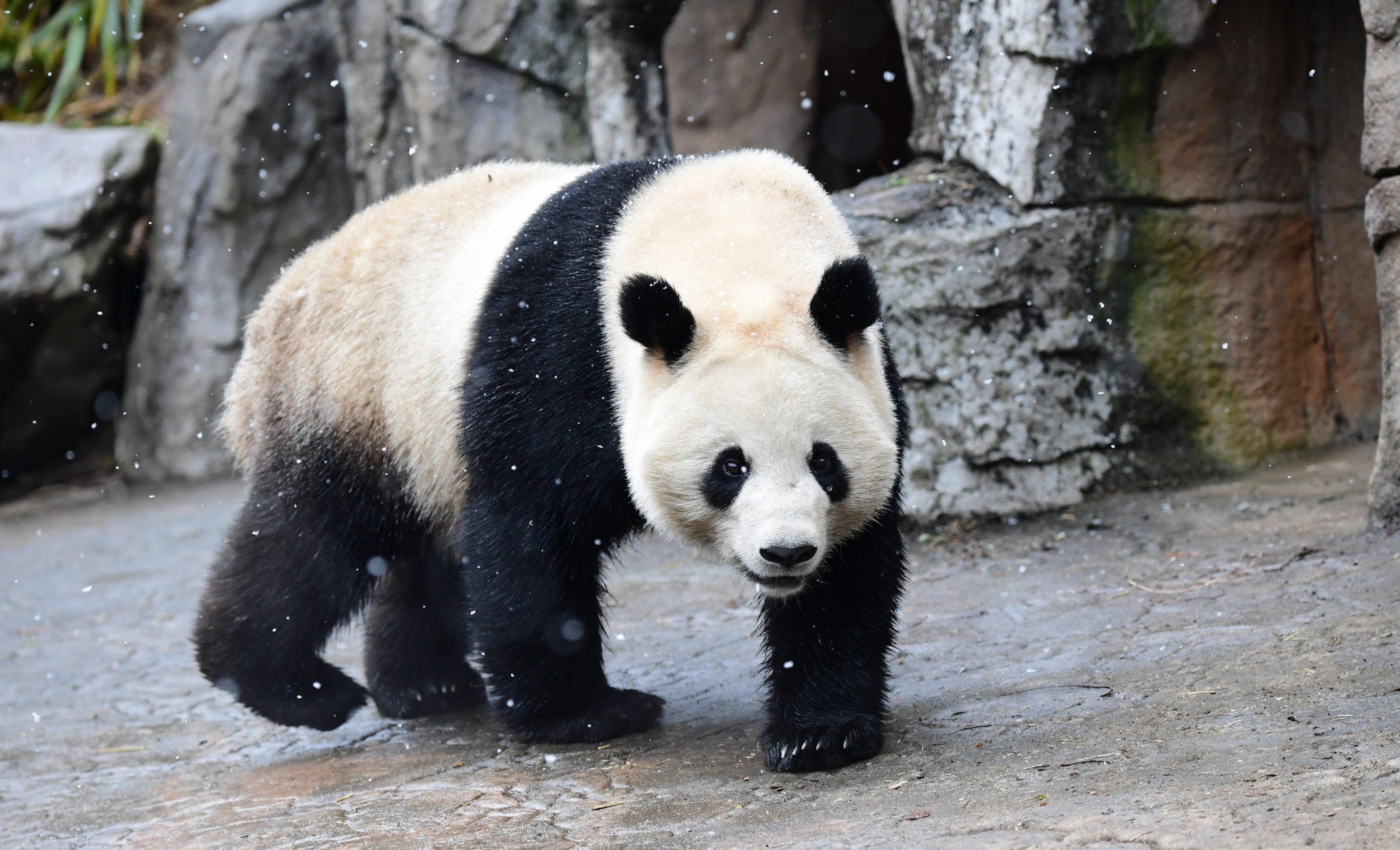 大熊猫娥眉女侠的大长腿加大朵朵, 温婉贤淑熊, 甜美可爱熊.
