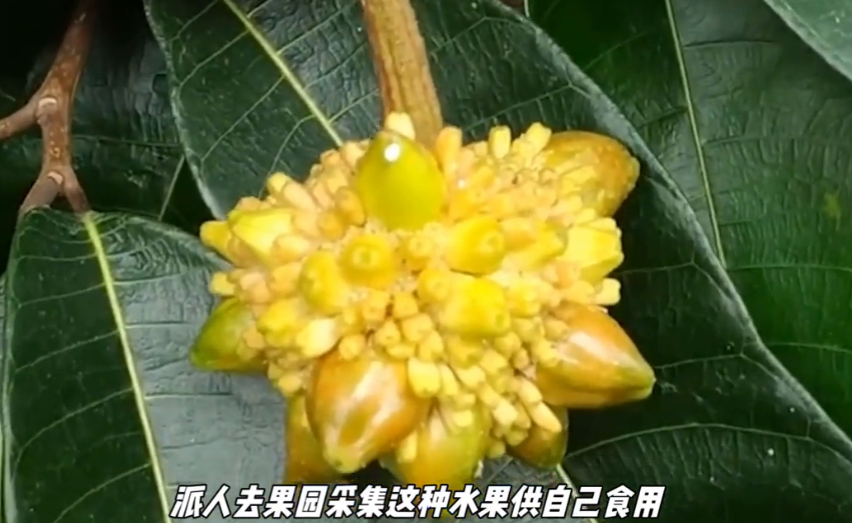 香波果种植图片