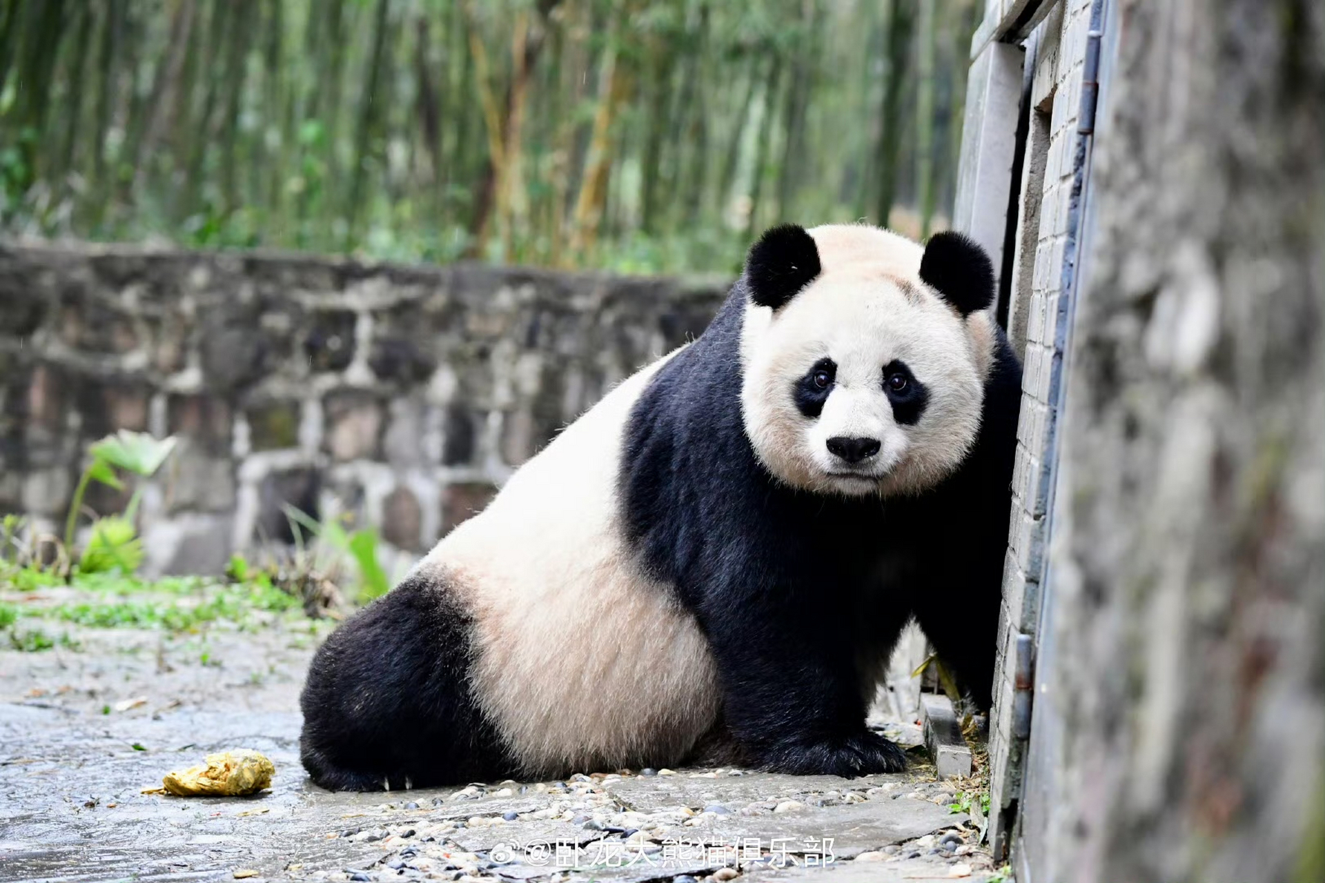 大熊猫美香小时候图片