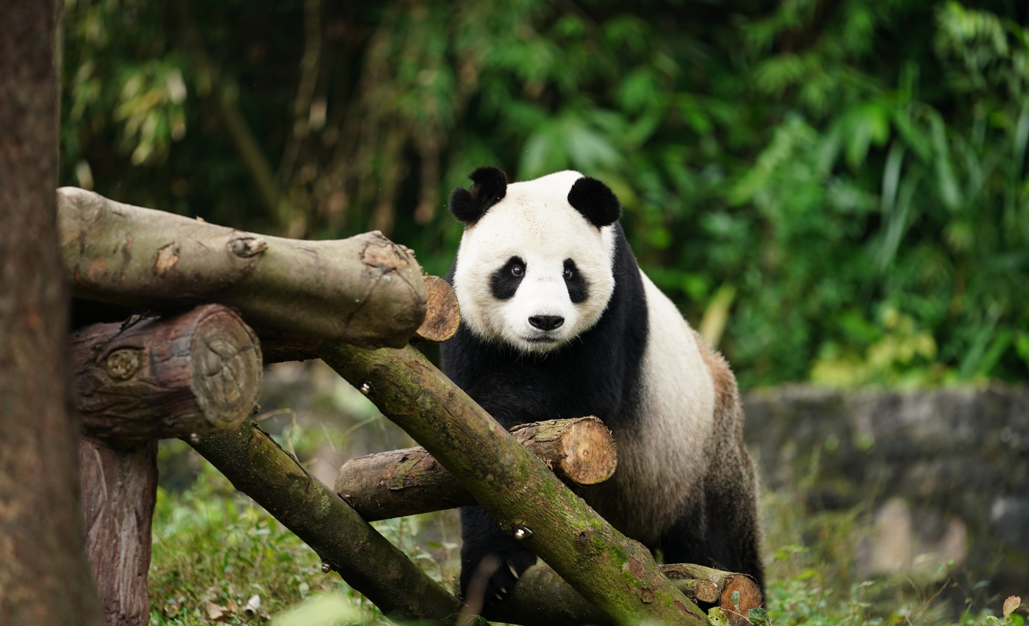 大熊猫彤彤, 扳手耳朵, 浓浓的大黑眼圈, 卧龙第一美女熊龙古的老幺