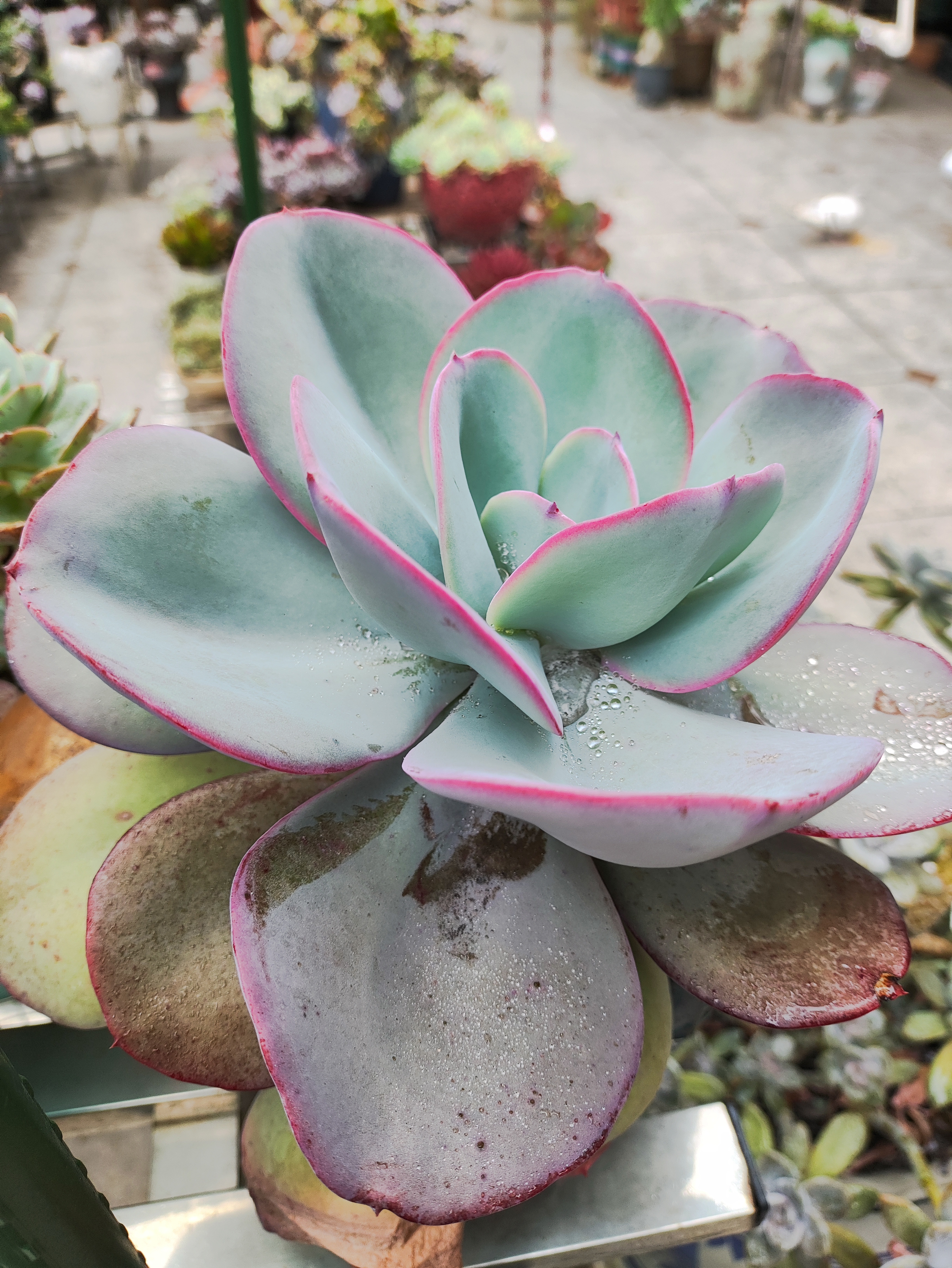 多肉植物# 春雨绵绵的感觉,肉肉都带了一层露珠,好美!