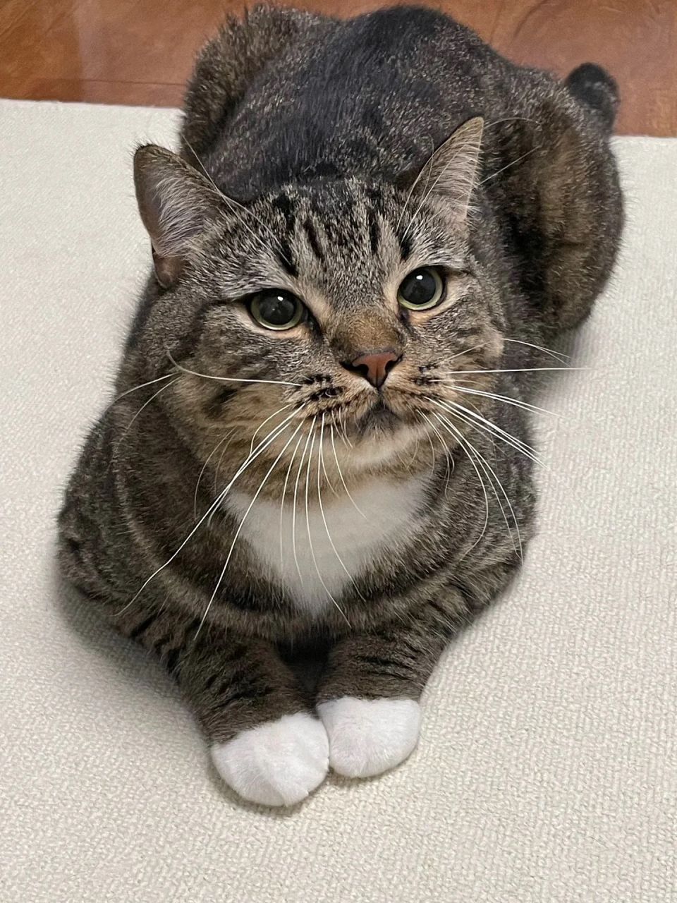 中华狸花猫的体型中等,身体结实而灵活.