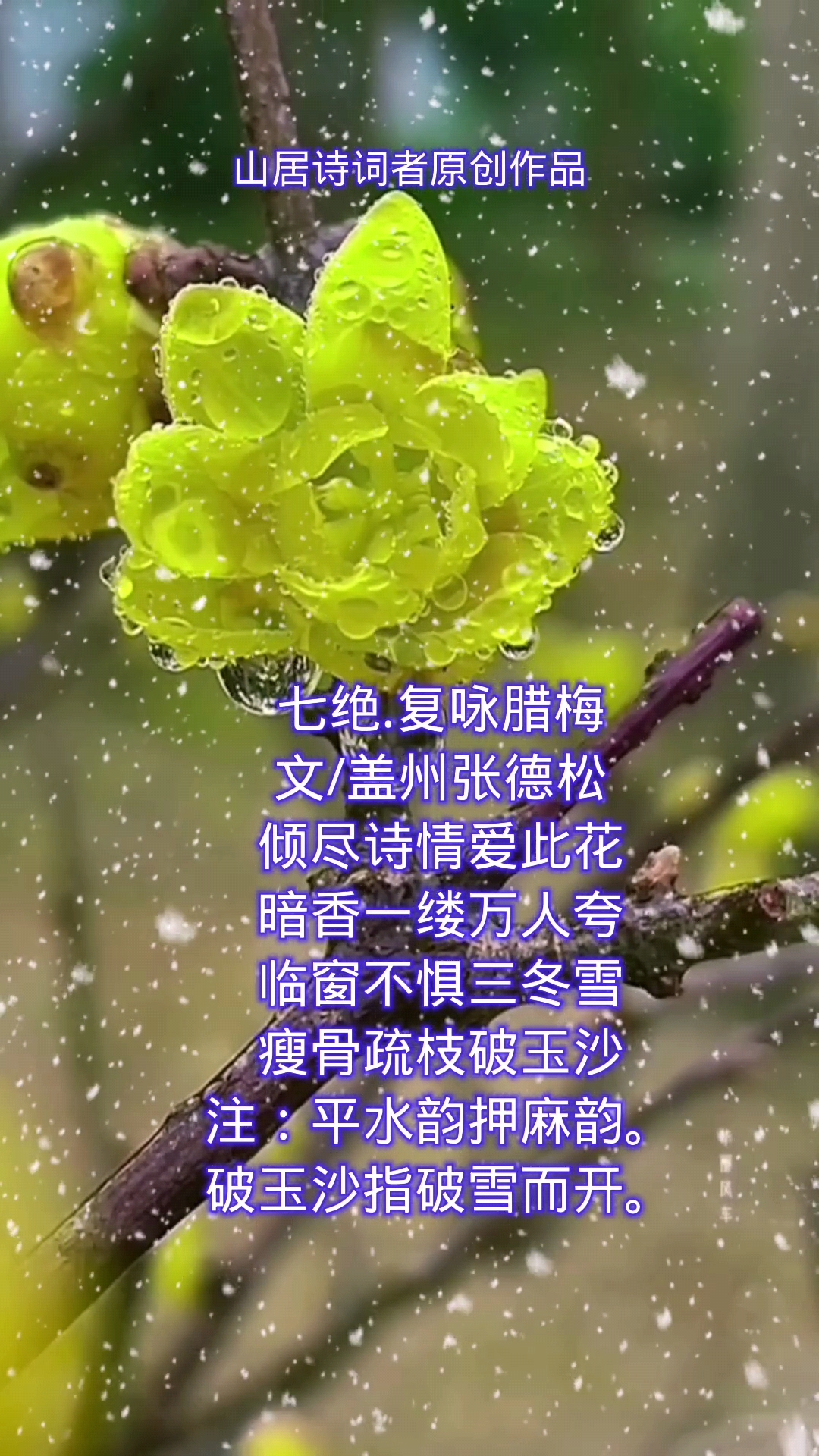 腊梅花诗句图片