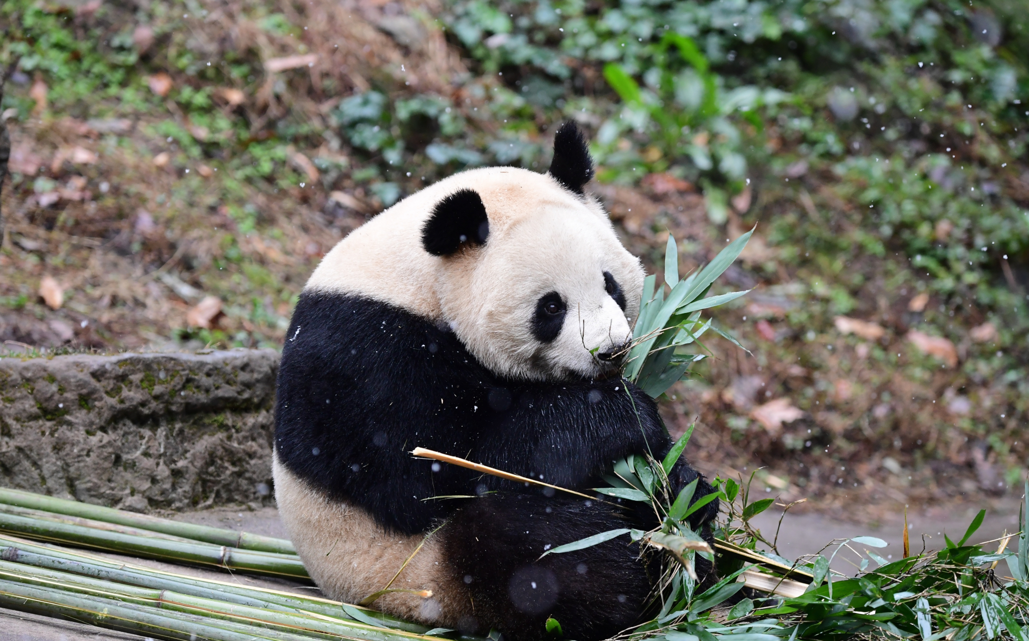 大熊猫娥眉女侠的大长腿加大朵朵, 温婉贤淑熊, 甜美可爱熊.