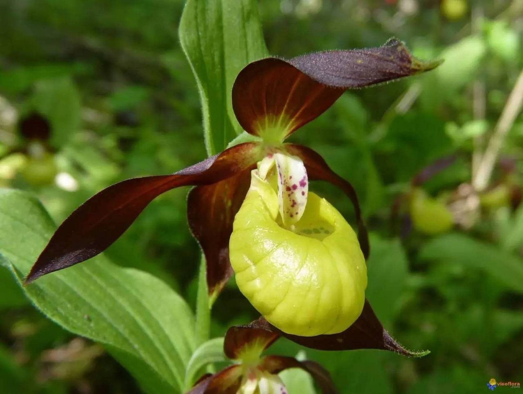 黄色"魔术袋"在随风摇曳(大花黄杓兰,布袋兰)