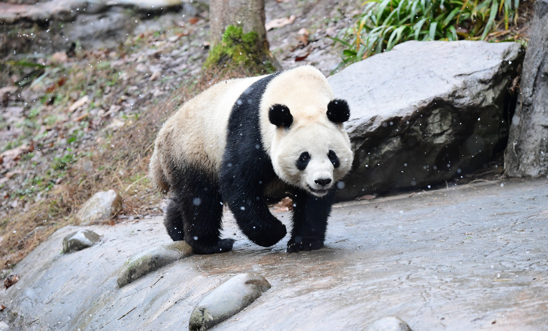 大熊猫娥眉女侠的大长腿加大朵朵, 温婉贤淑熊, 甜美可爱熊.