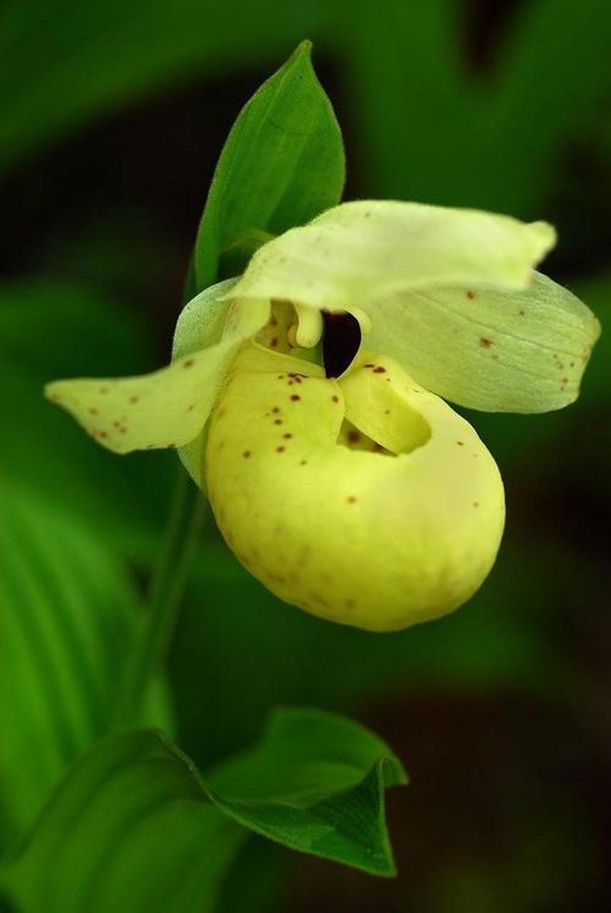 黄色"魔术袋"在随风摇曳(大花黄杓兰,布袋兰)