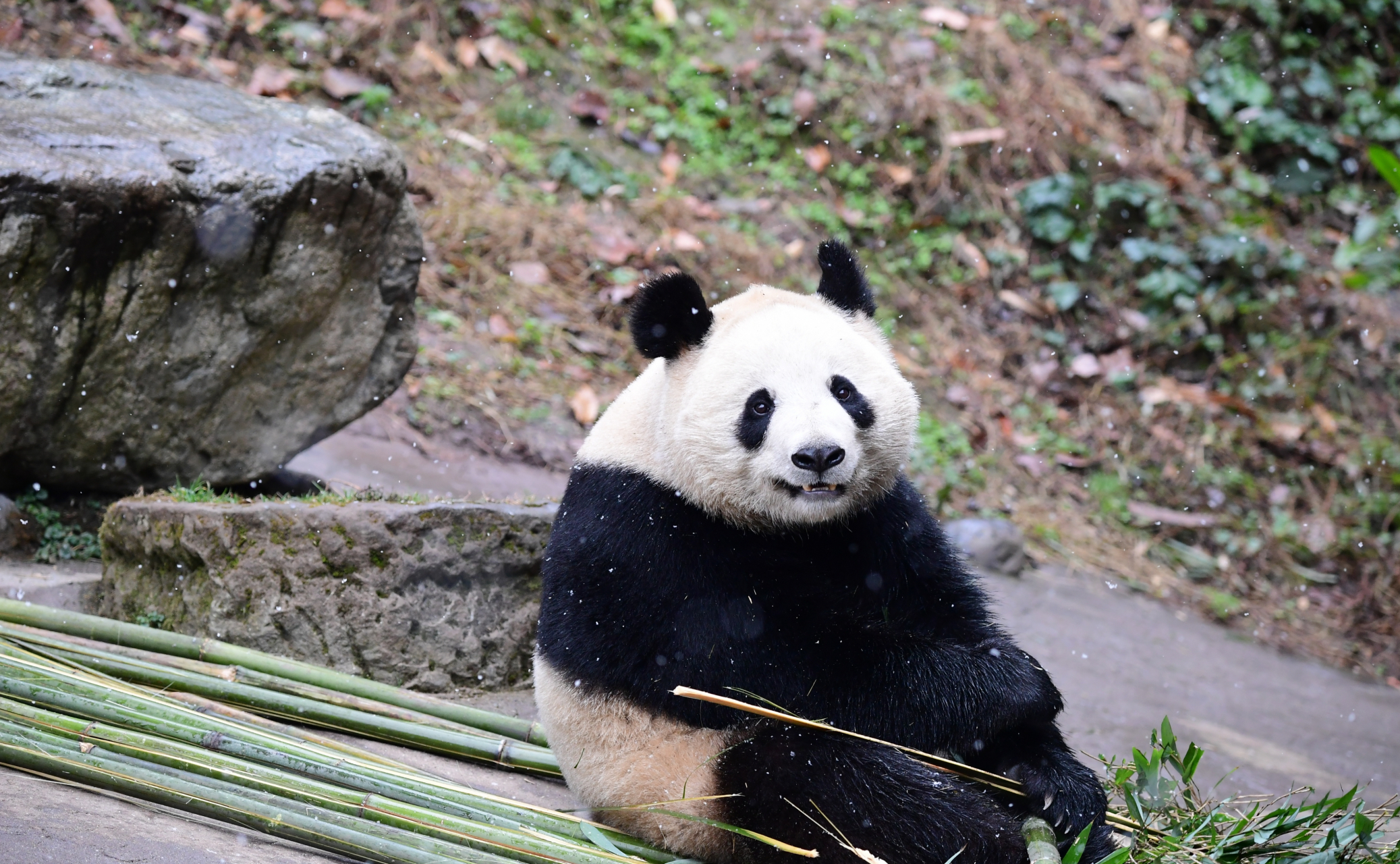 大熊猫娥眉女侠的大长腿加大朵朵, 温婉贤淑熊, 甜美可爱熊.